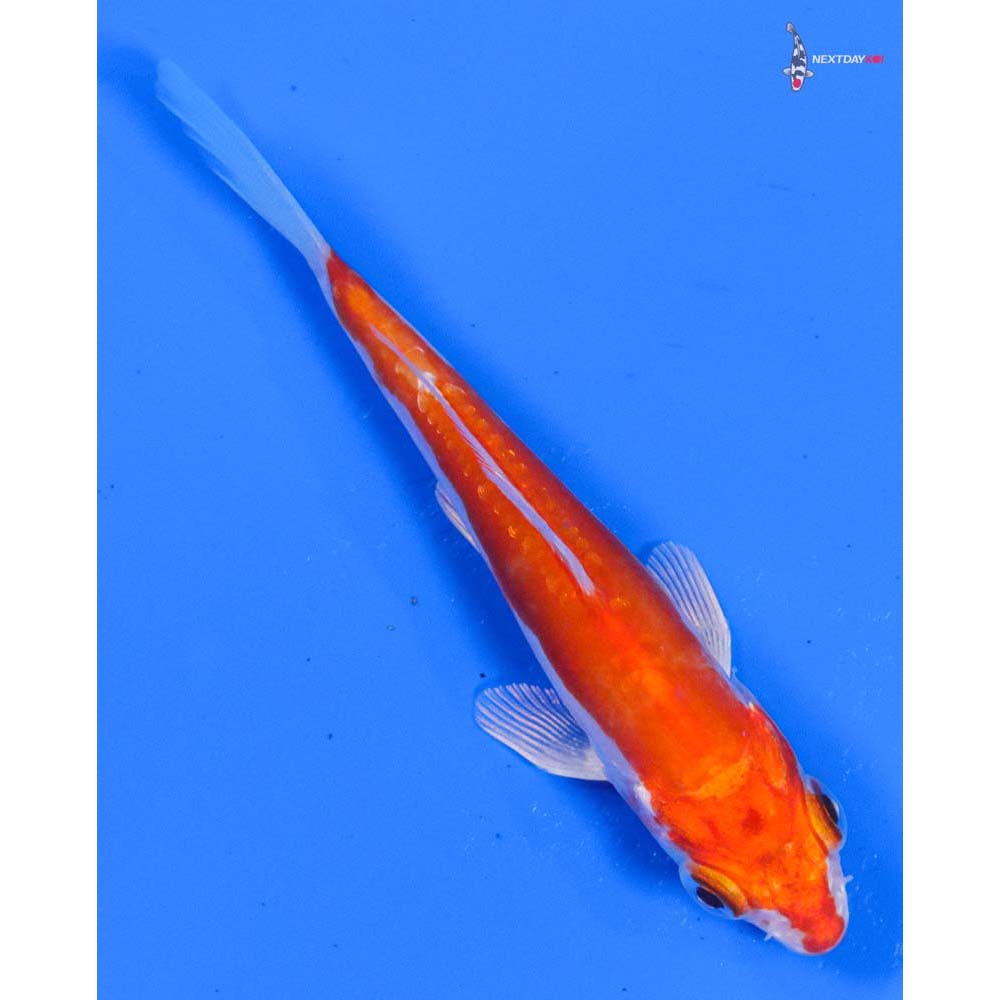 4.5” Imported Kikusui