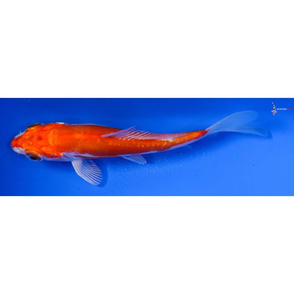 4.5” Imported Kikusui