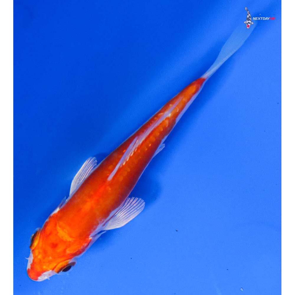 4.5” Imported Kikusui