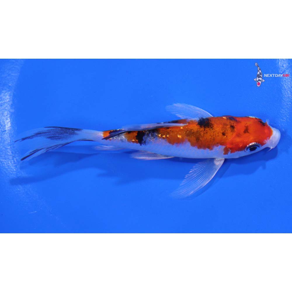 4” Imported Gin Rin Sanke Butterfly Koi