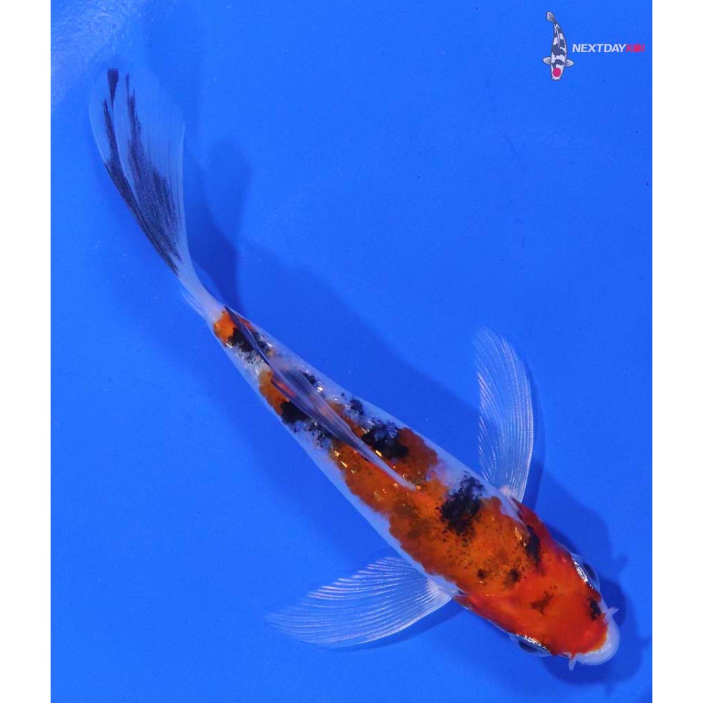 4” Imported Gin Rin Sanke Butterfly Koi
