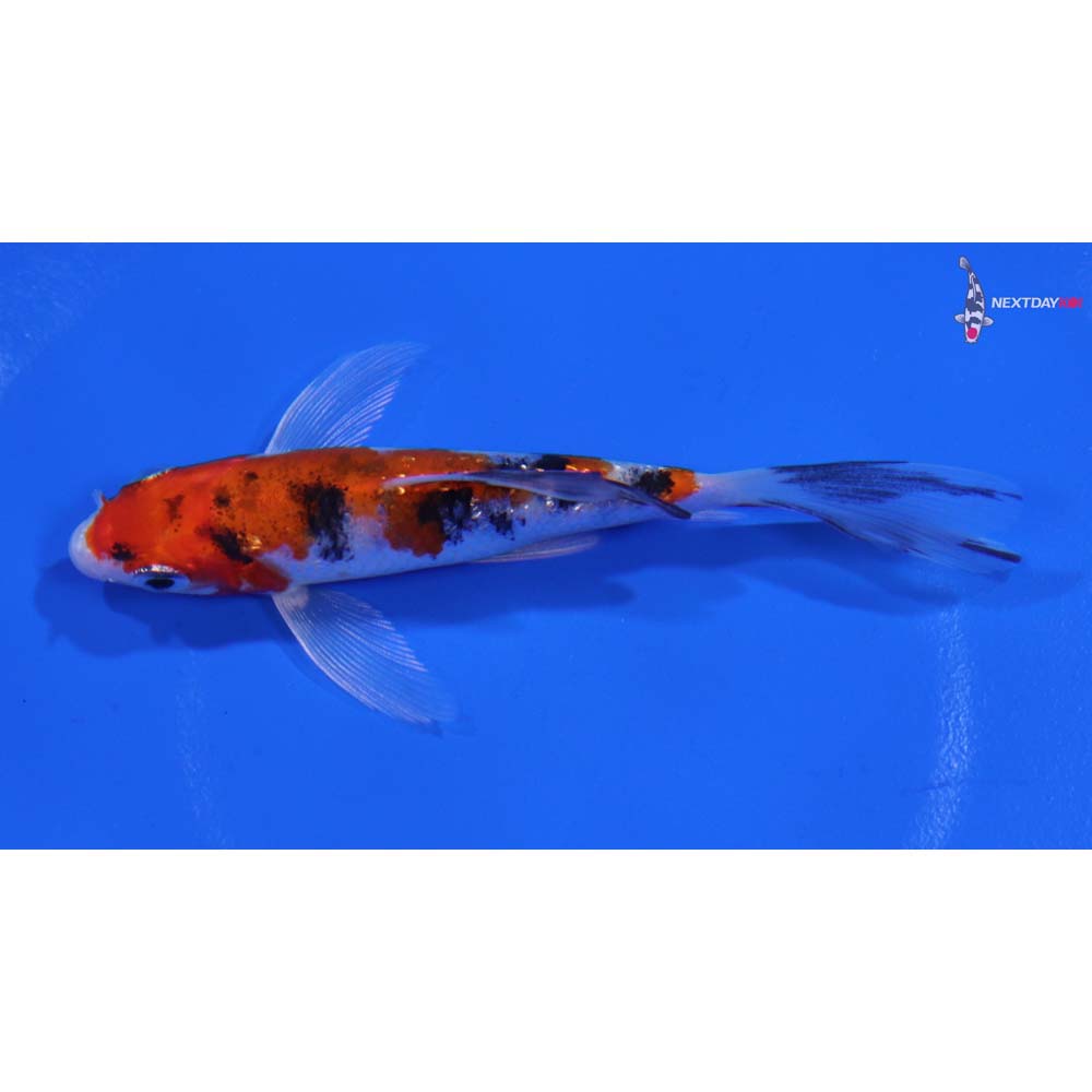 4” Imported Gin Rin Sanke Butterfly Koi