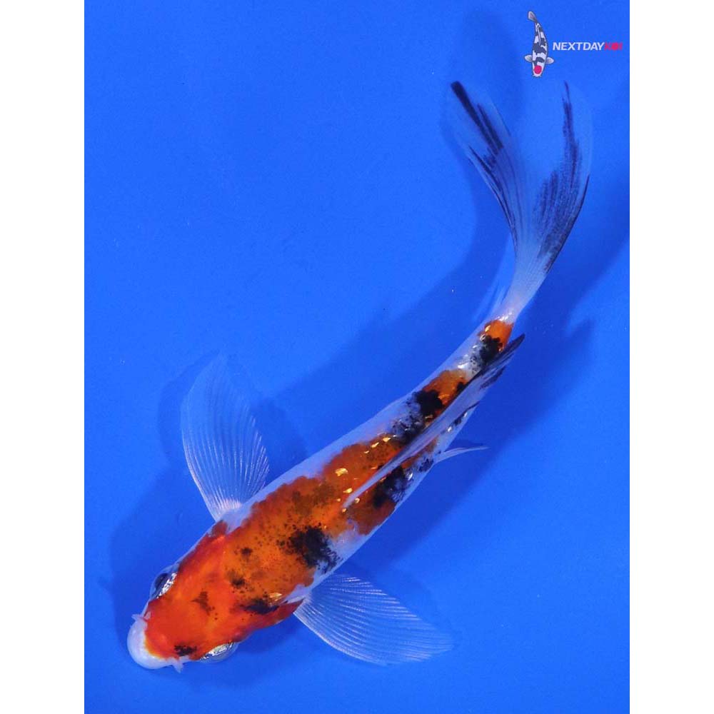 4” Imported Gin Rin Sanke Butterfly Koi