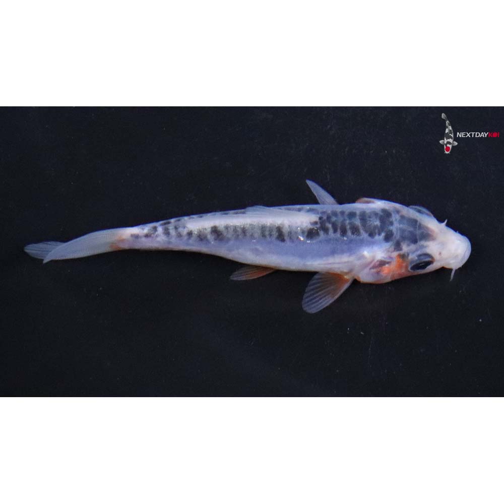 3.5” Imported Shusui