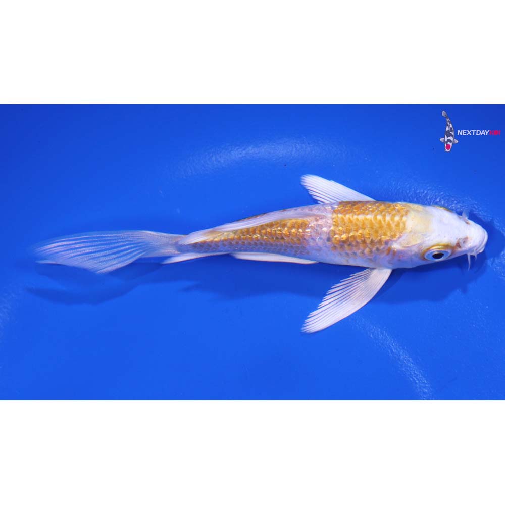 4.5” Imported Gin Rin Lemon Hariwake Butterfly Koi