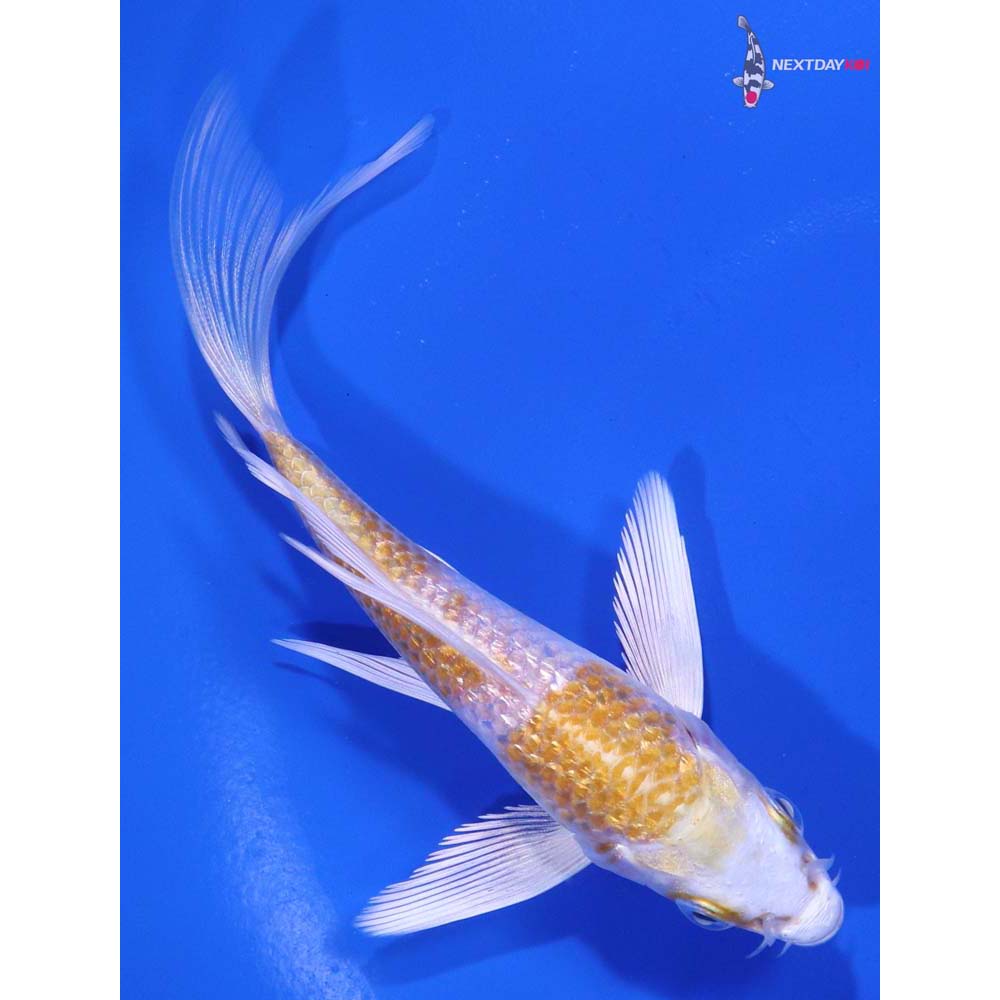 4.5” Imported Gin Rin Lemon Hariwake Butterfly Koi