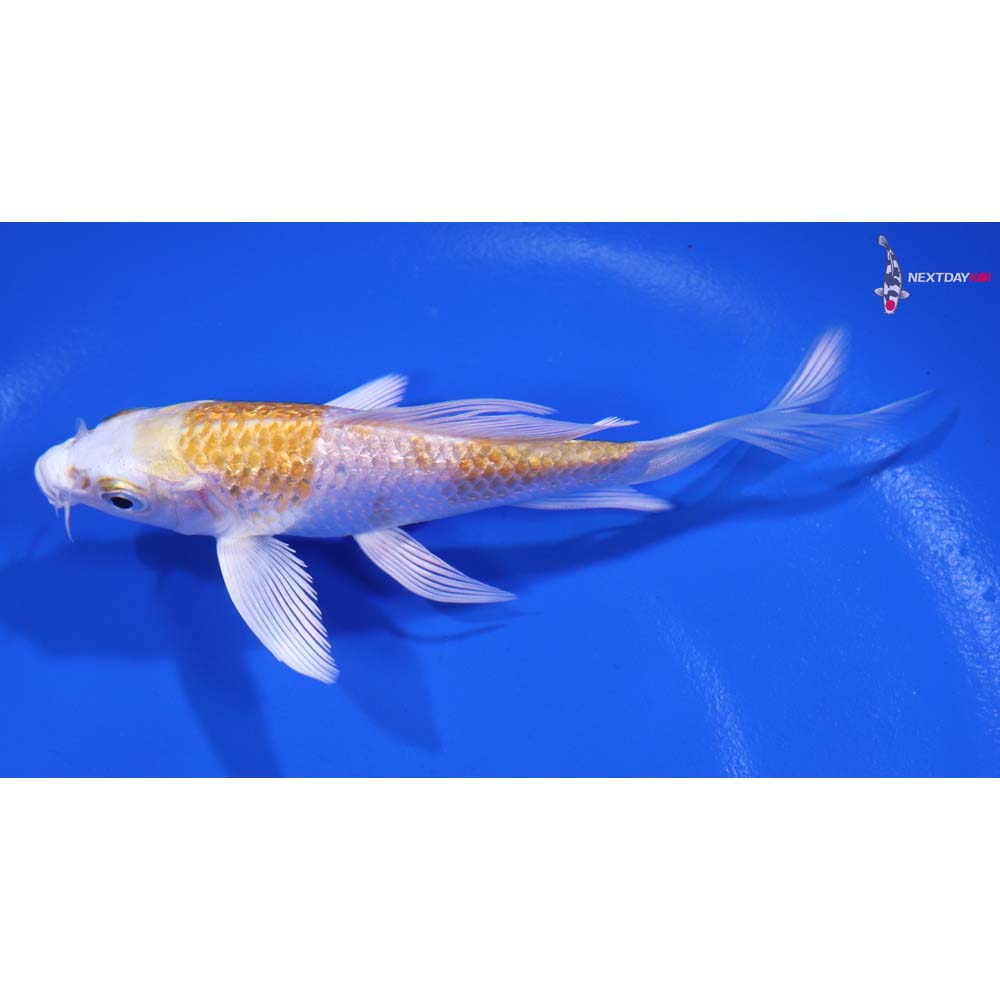 4.5” Imported Gin Rin Lemon Hariwake Butterfly Koi