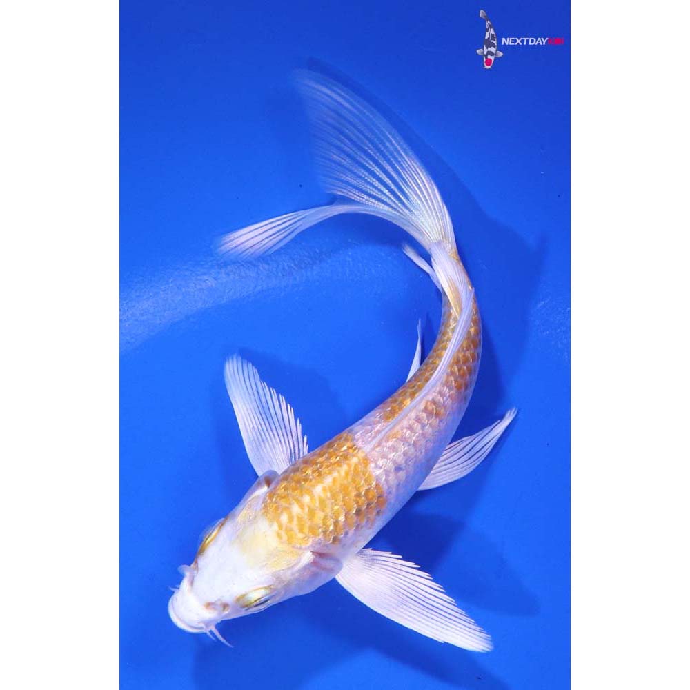 4.5” Imported Gin Rin Lemon Hariwake Butterfly Koi