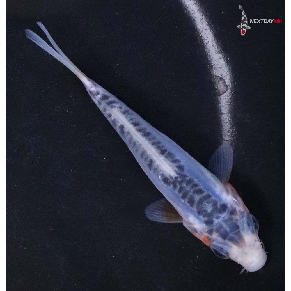 3.5” Imported Shusui