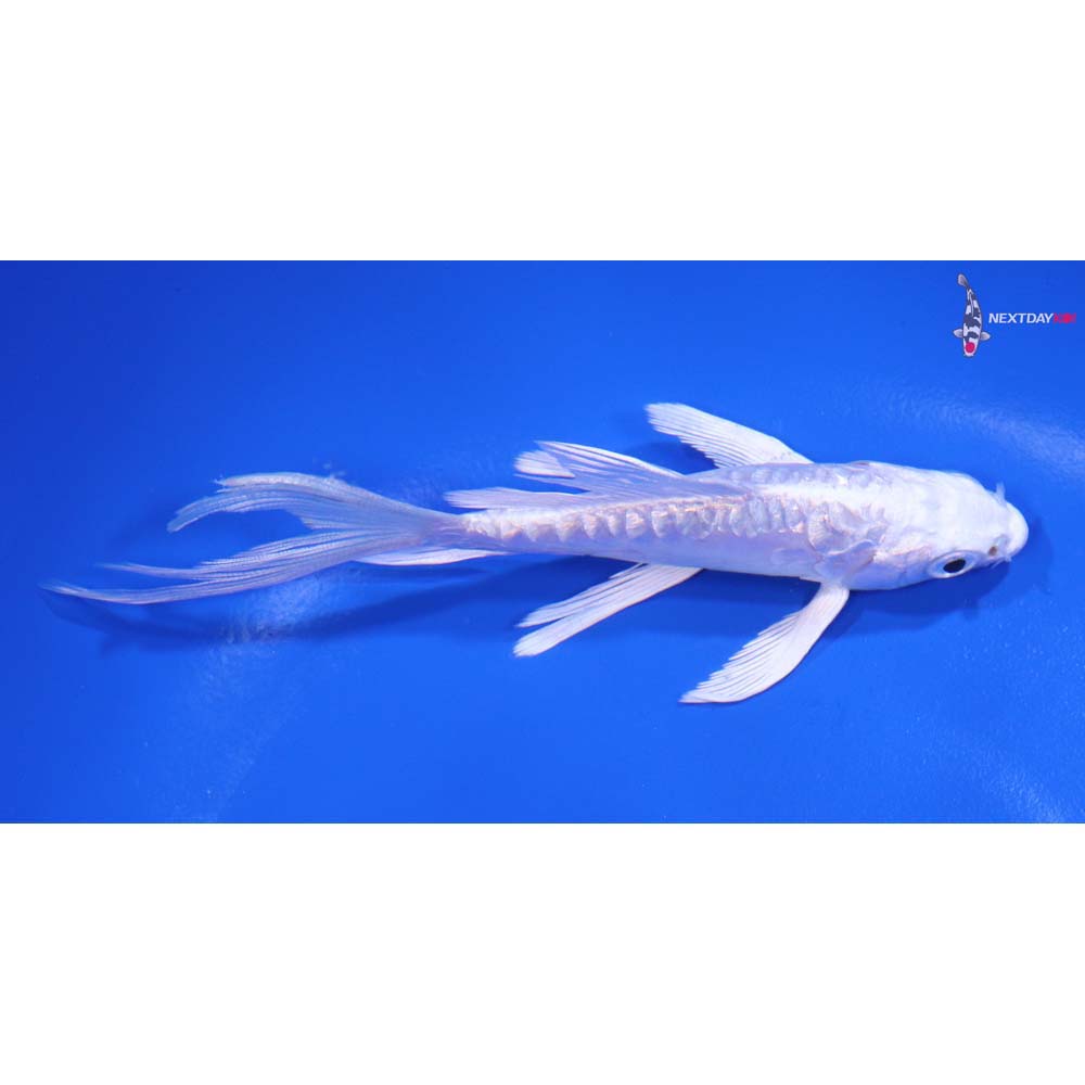 4.5” Imported Doitsu Platinum Ogon Butterfly Koi