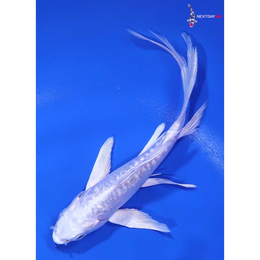 4.5” Imported Doitsu Platinum Ogon Butterfly Koi