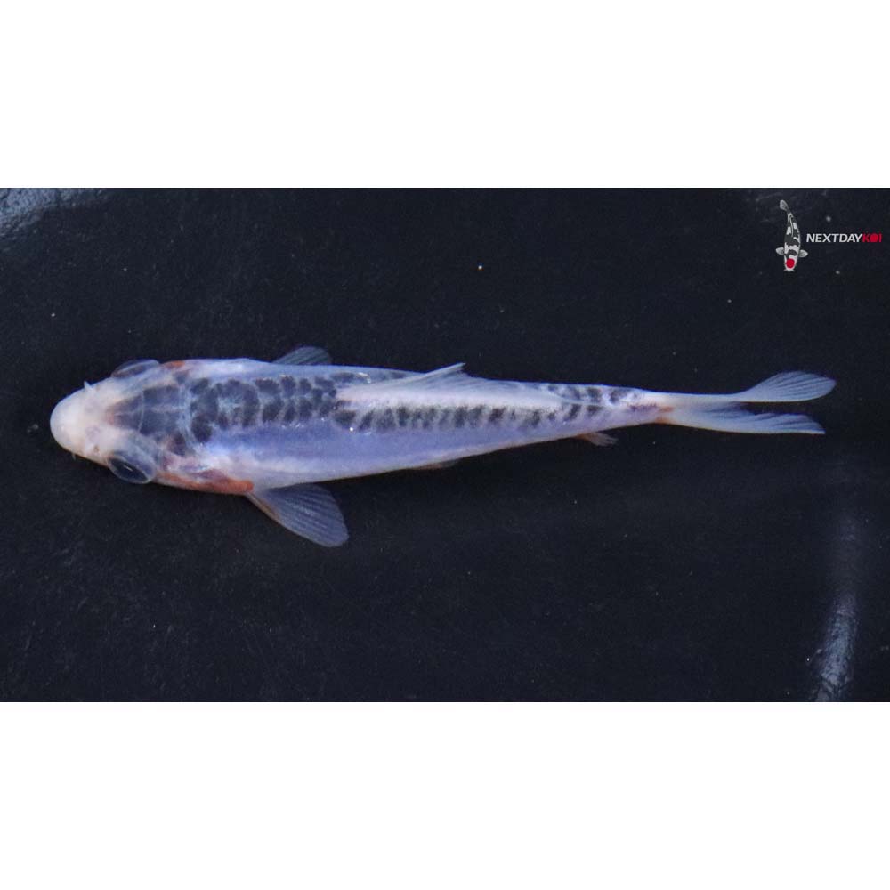 3.5” Imported Shusui