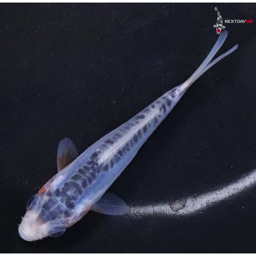 3.5” Imported Shusui