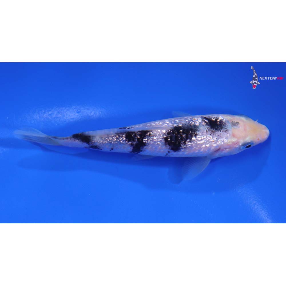 4” Imported Gin Rin Shiro Bekko