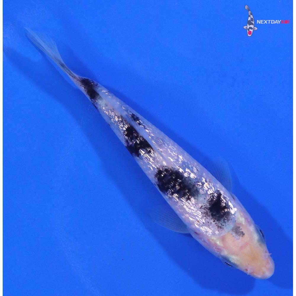 4” Imported Gin Rin Shiro Bekko