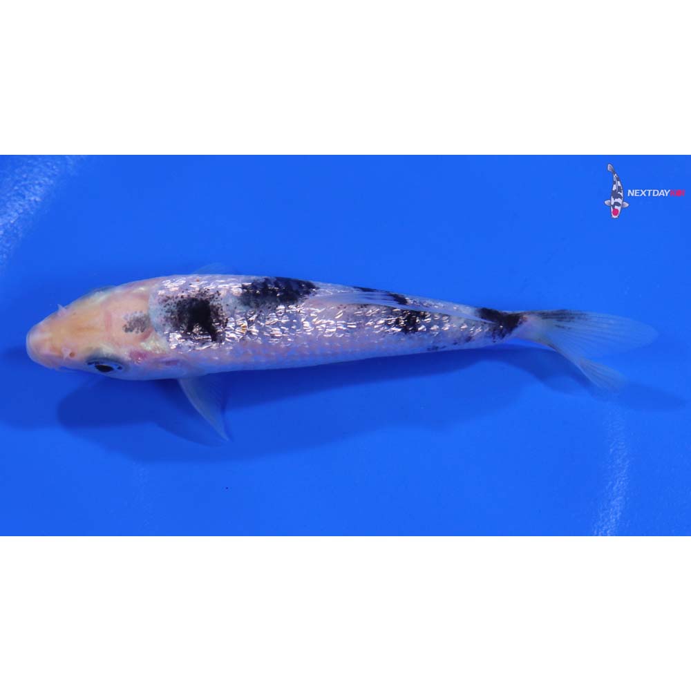 4” Imported Gin Rin Shiro Bekko