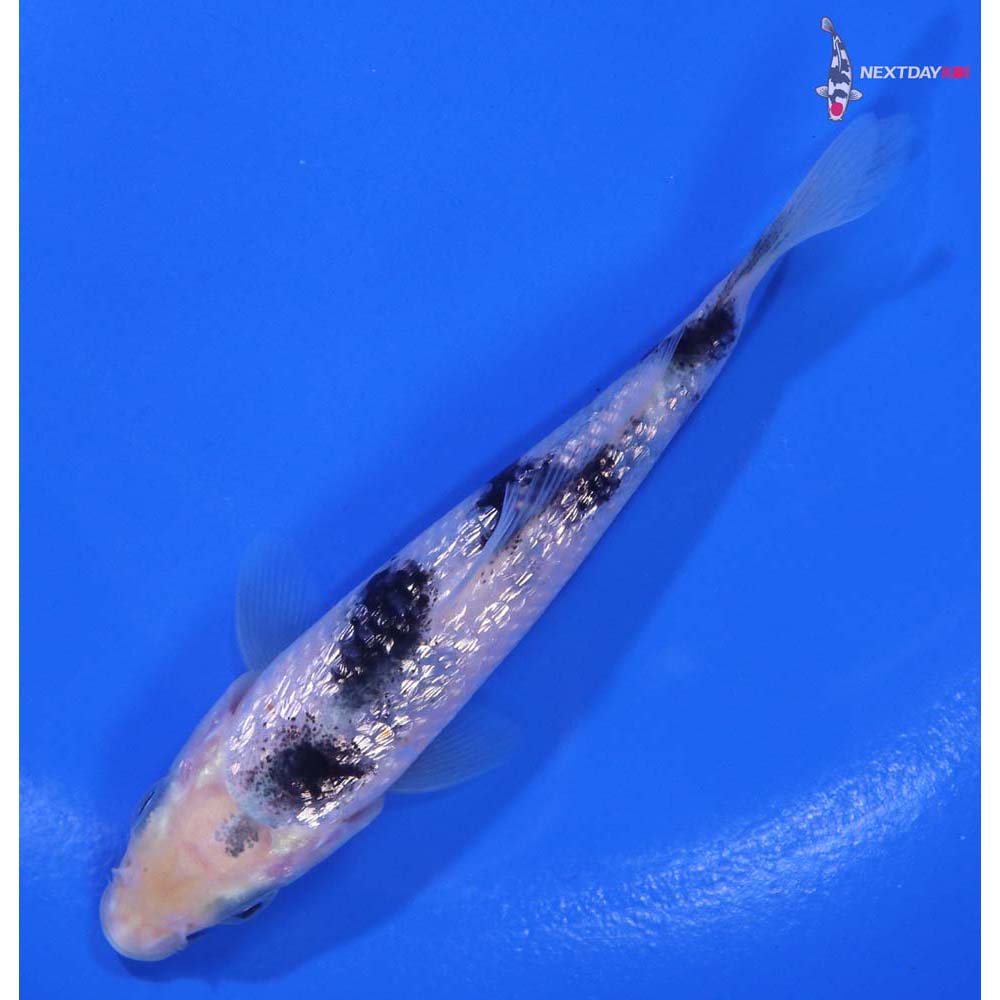 4” Imported Gin Rin Shiro Bekko