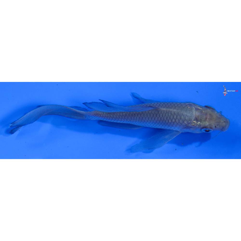 3.5” Imported Soragoi Butterfly Koi