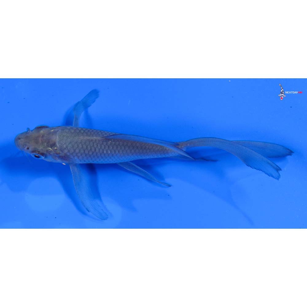 3.5” Imported Soragoi Butterfly Koi