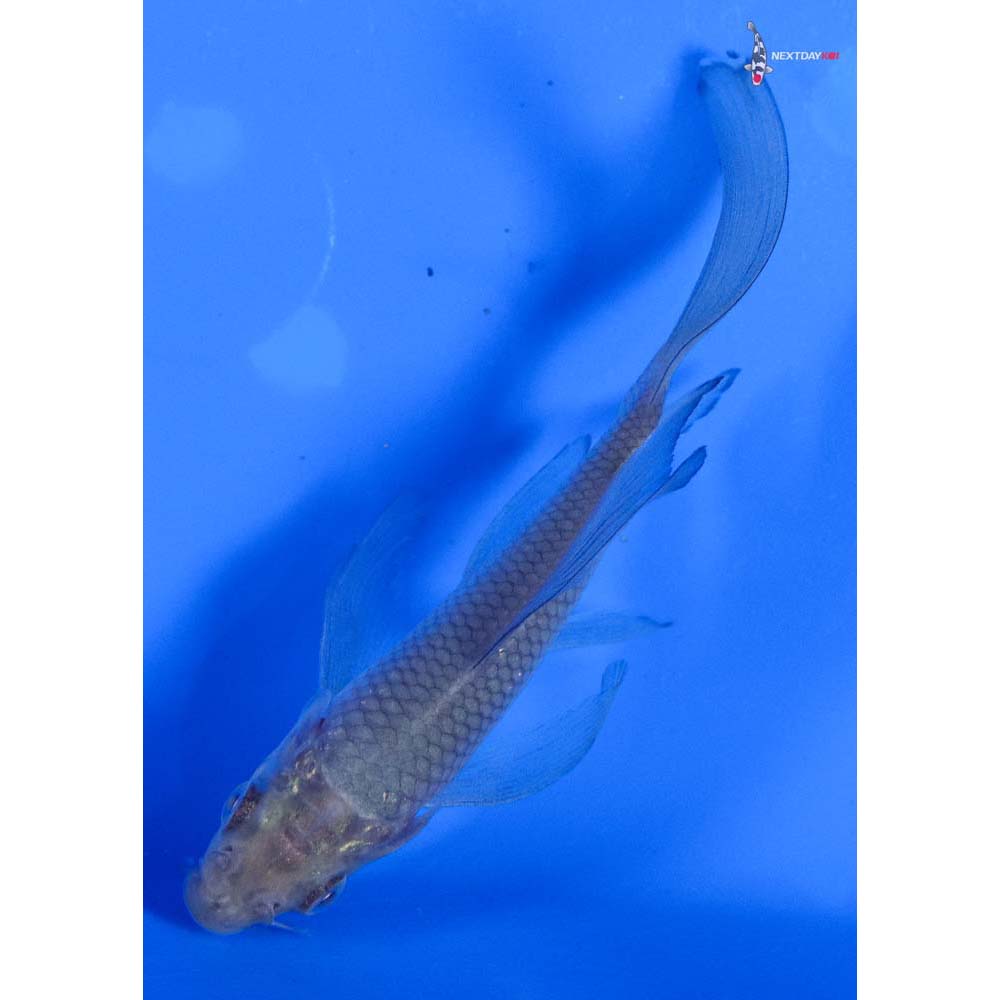 3.5” Imported Soragoi Butterfly Koi