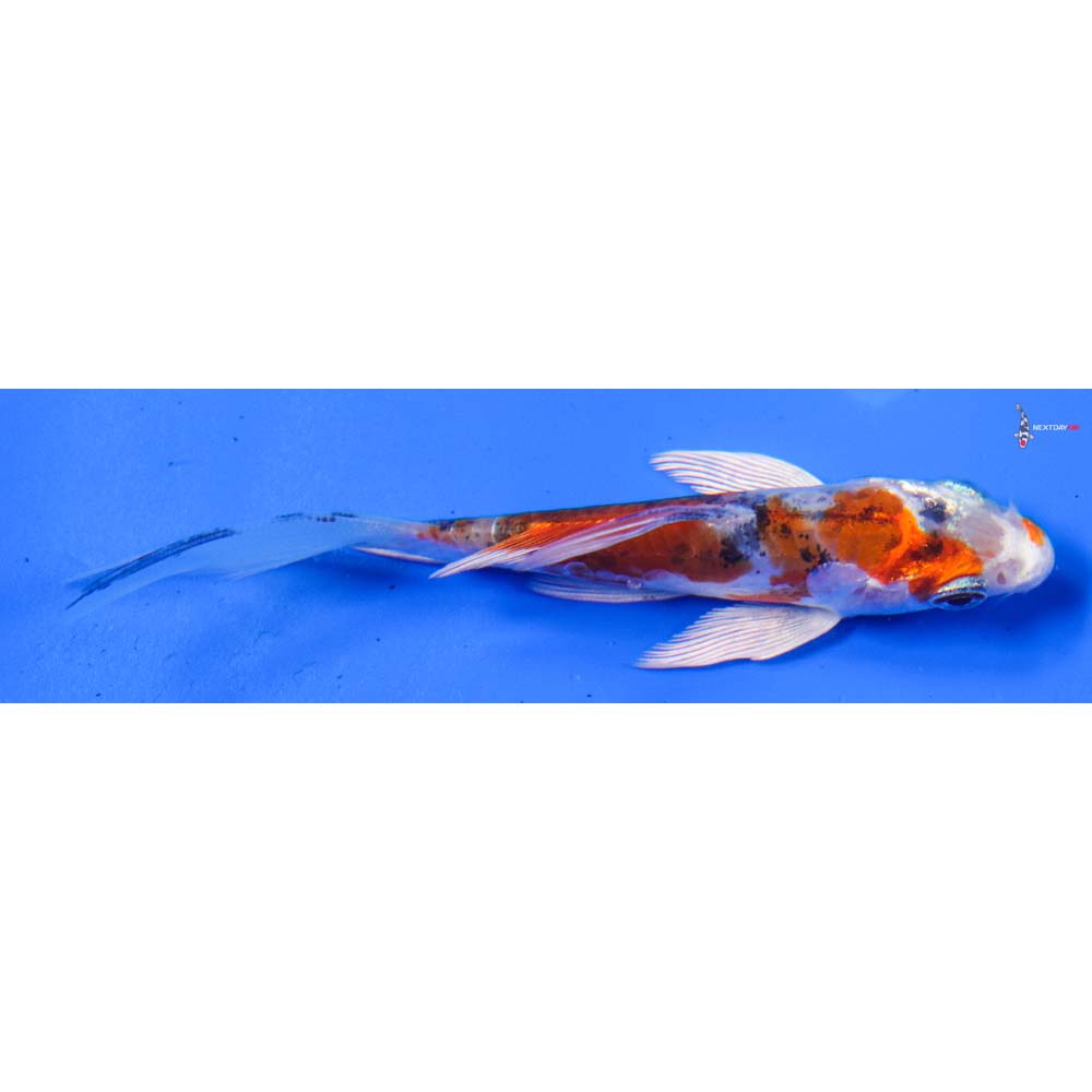 3.5” Imported Heisei Nishiki Butterfly Koi