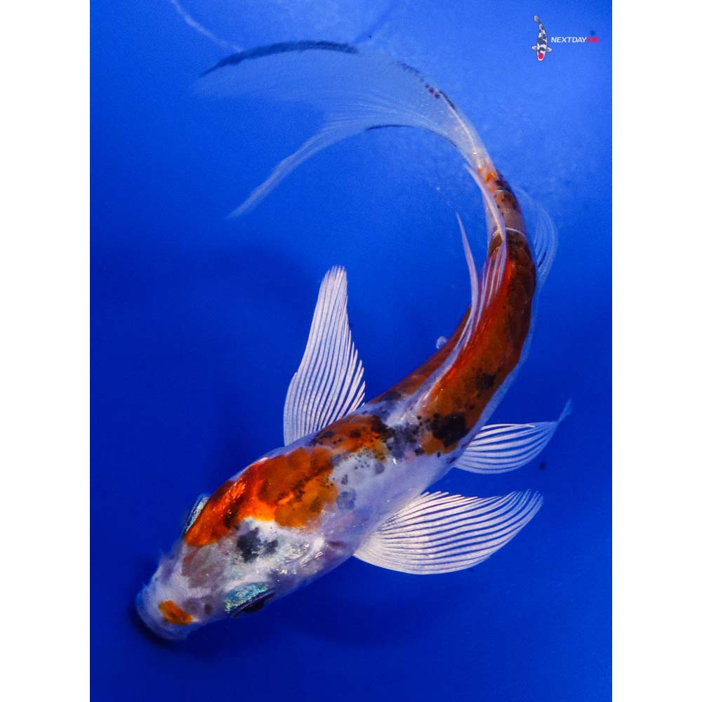 3.5” Imported Heisei Nishiki Butterfly Koi