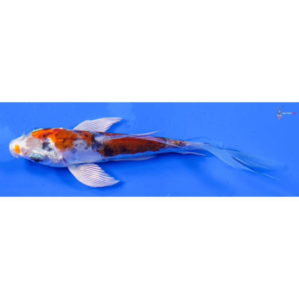 3.5” Imported Heisei Nishiki Butterfly Koi
