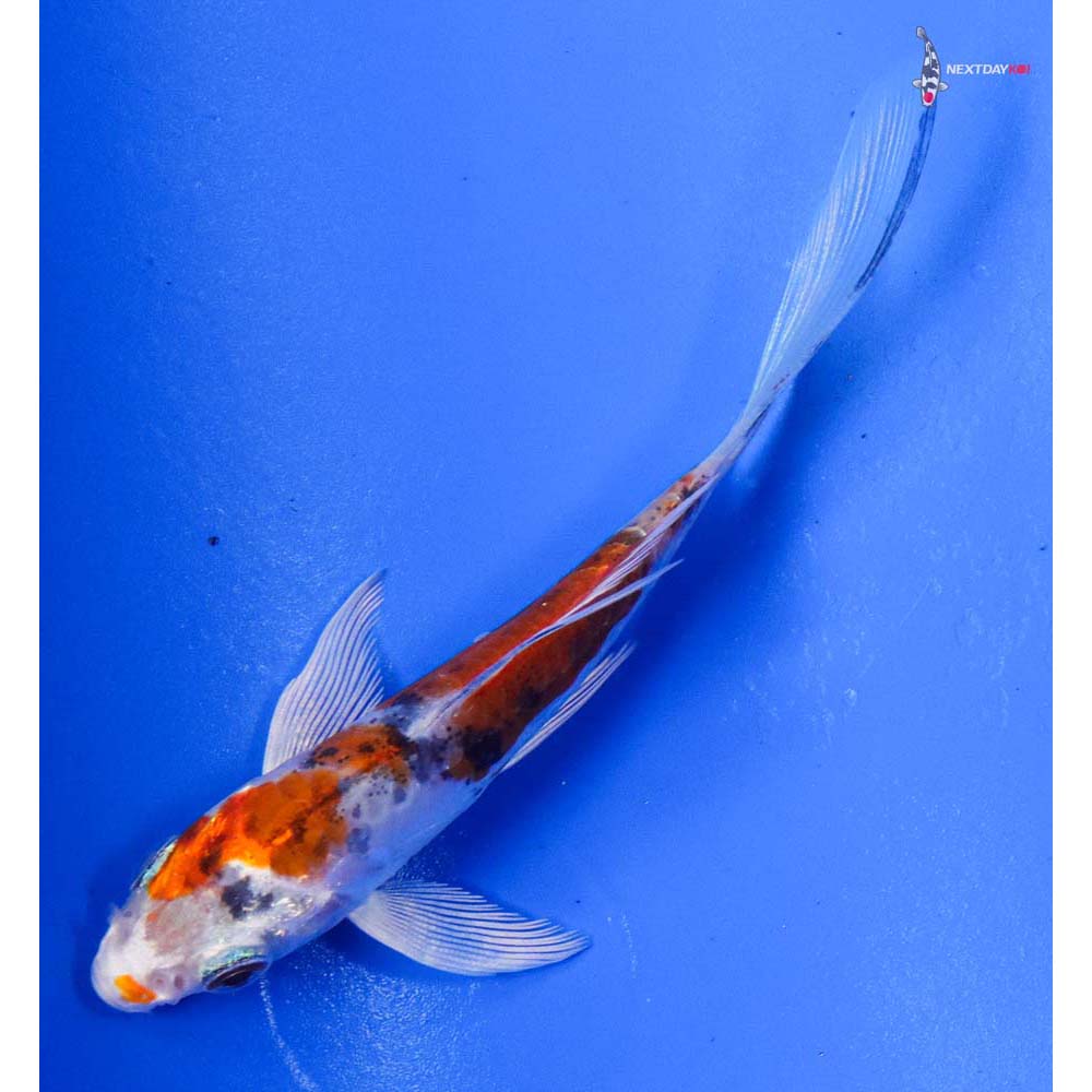 3.5” Imported Heisei Nishiki Butterfly Koi