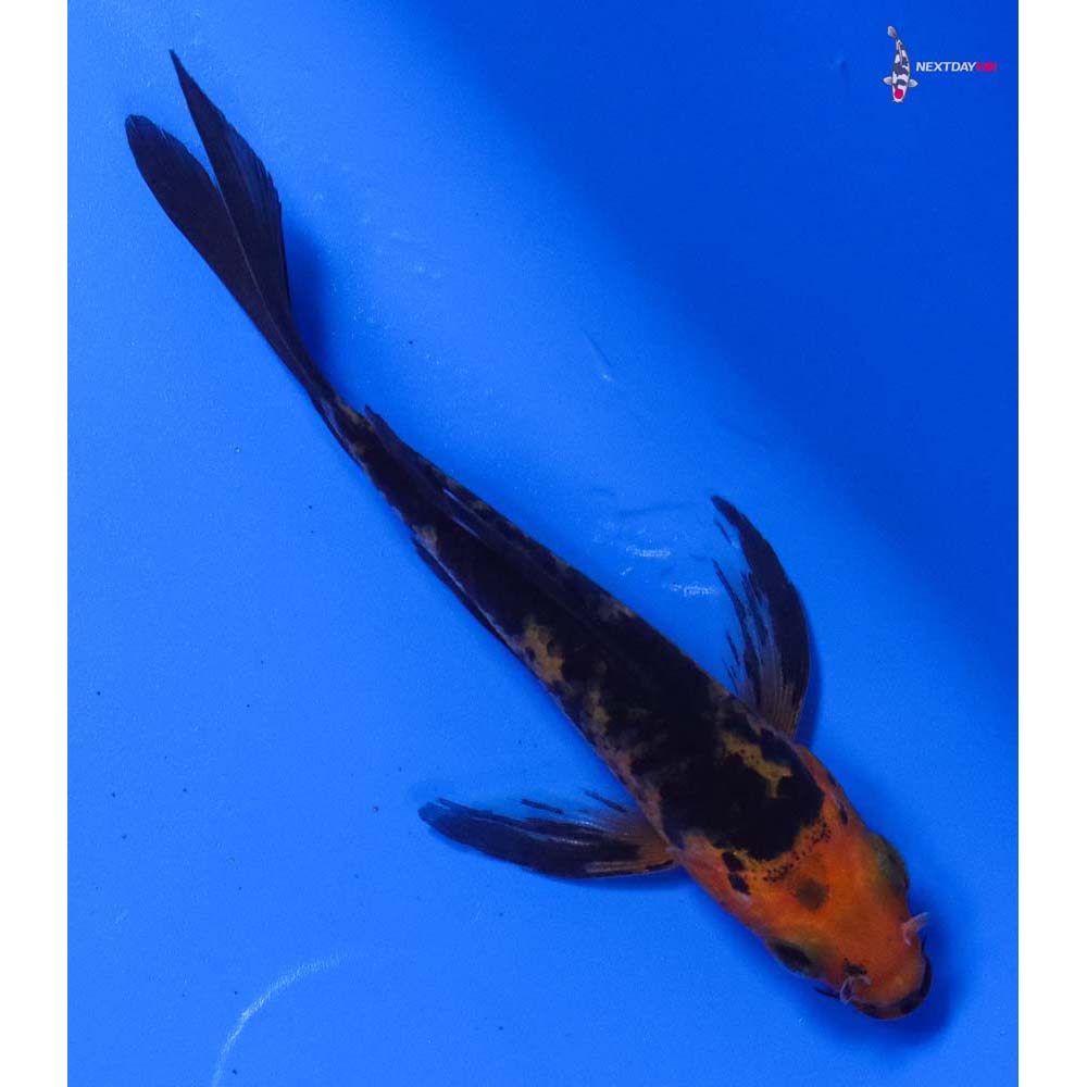3.5” Imported Aka Bekko Butterfly Koi