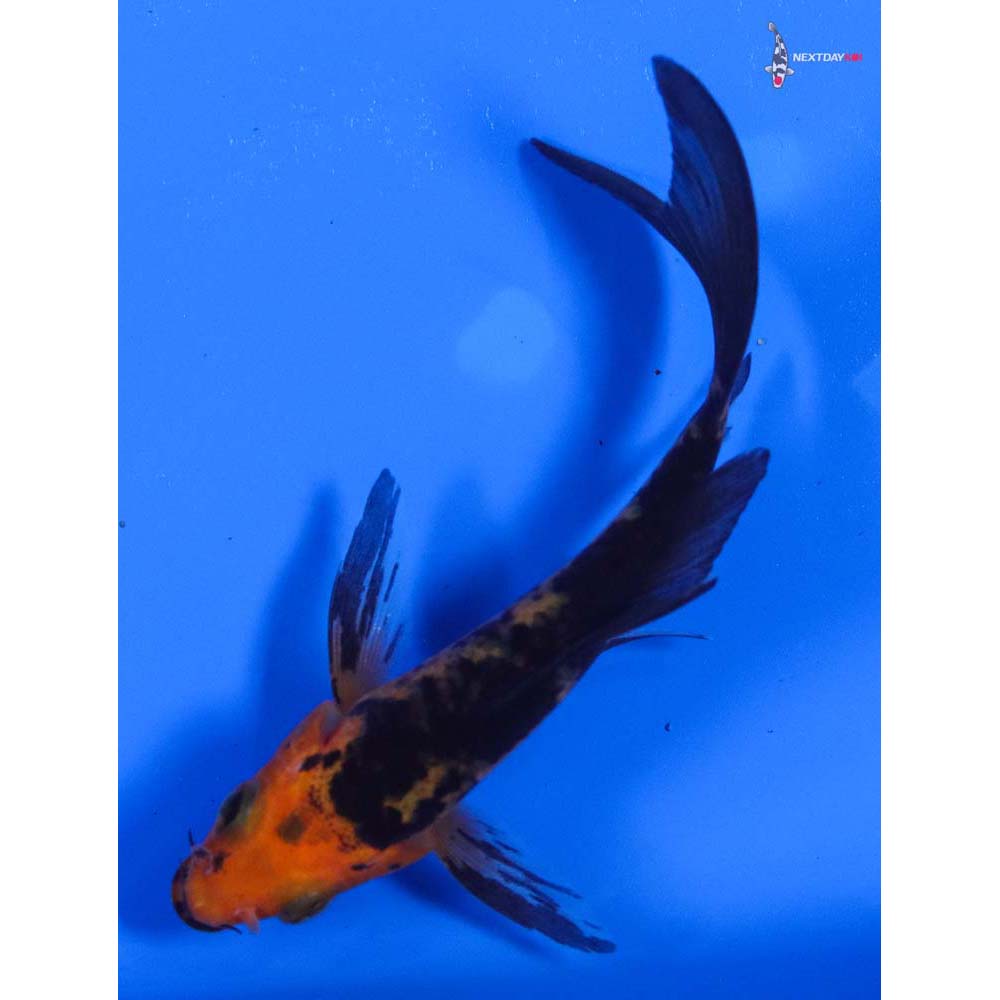 3.5” Imported Aka Bekko Butterfly Koi