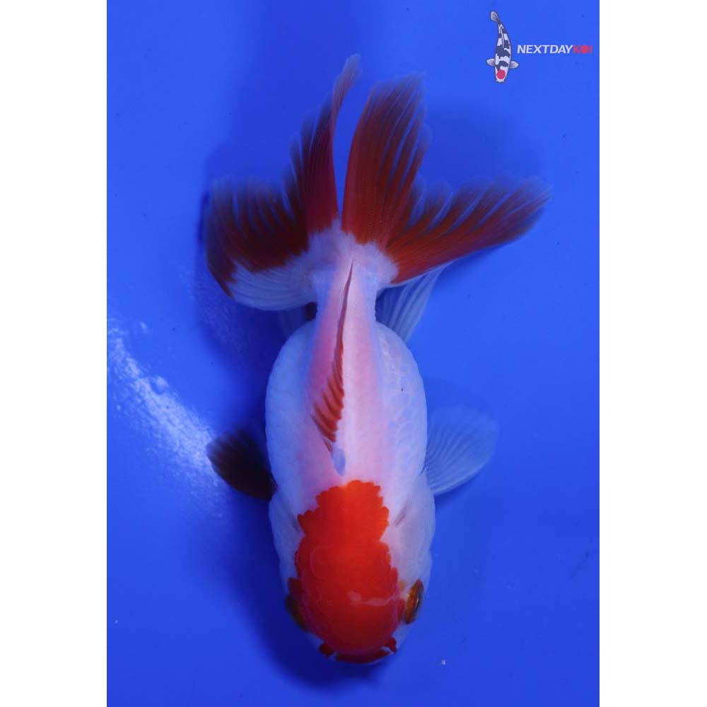 3.5” Imported Red and White Oranda