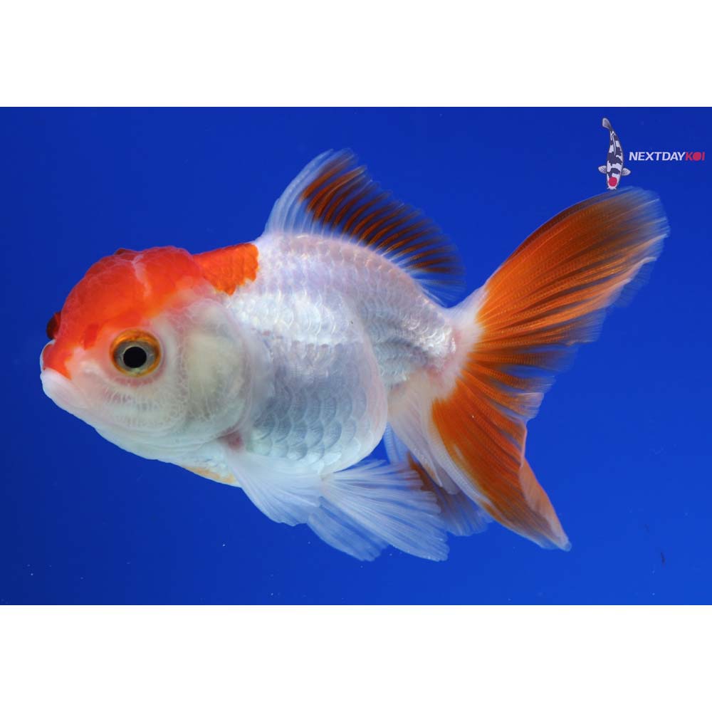 3.5” Imported Red and White Oranda
