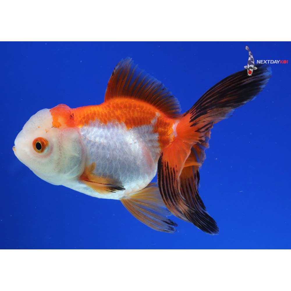 3.5” Imported Tri Color Oranda