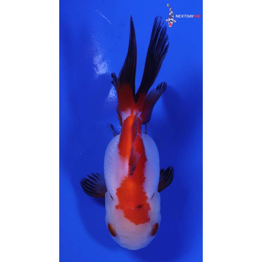 3.5” Imported Tri Color Oranda