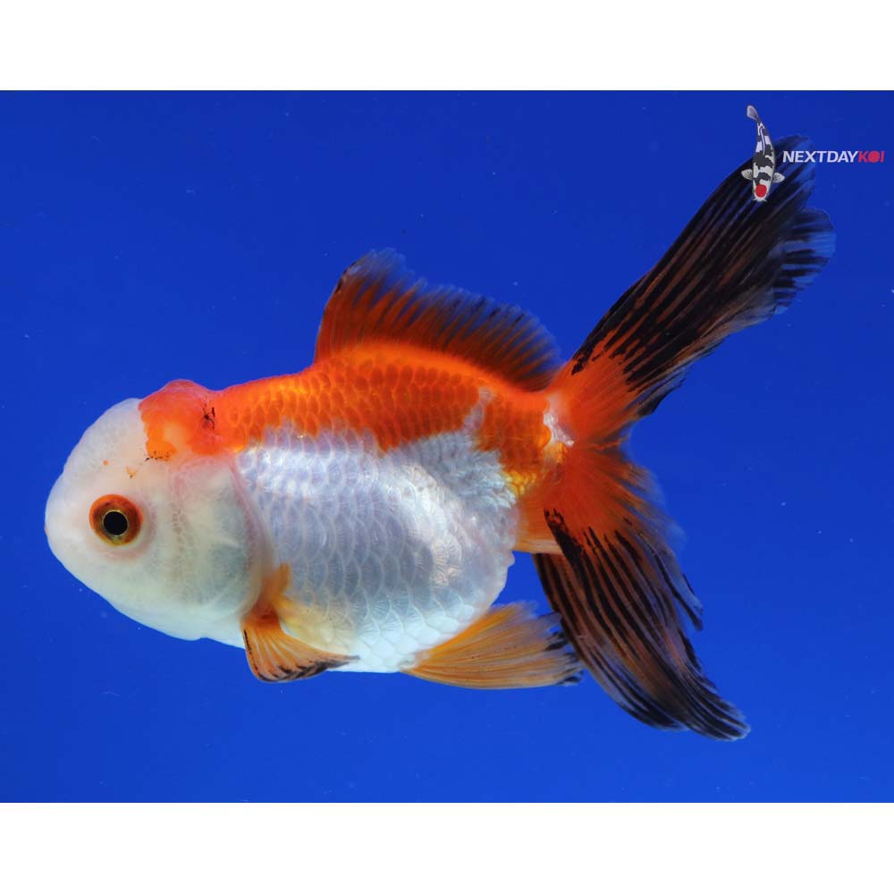 3.5” Imported Tri Color Oranda