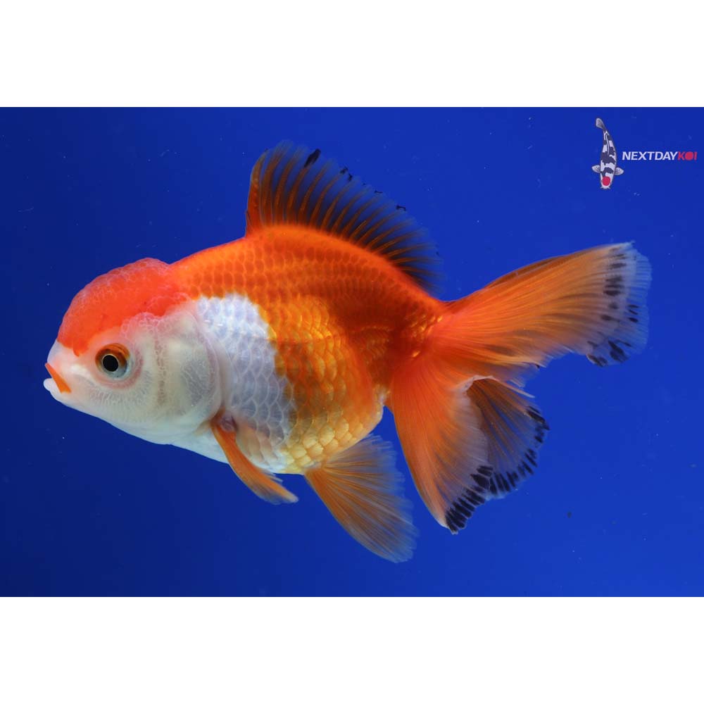 4” Imported Red and White Oranda