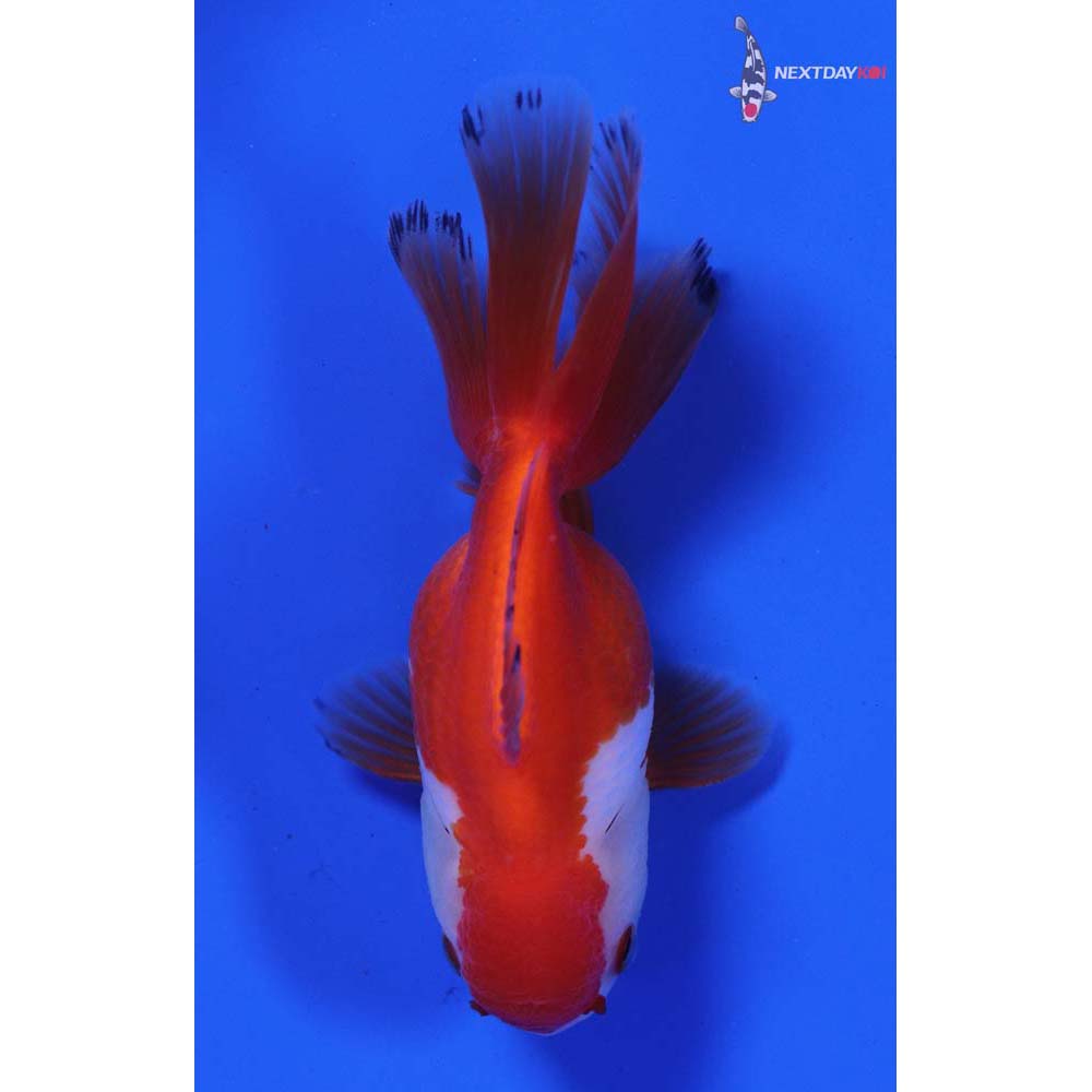 4” Imported Red and White Oranda