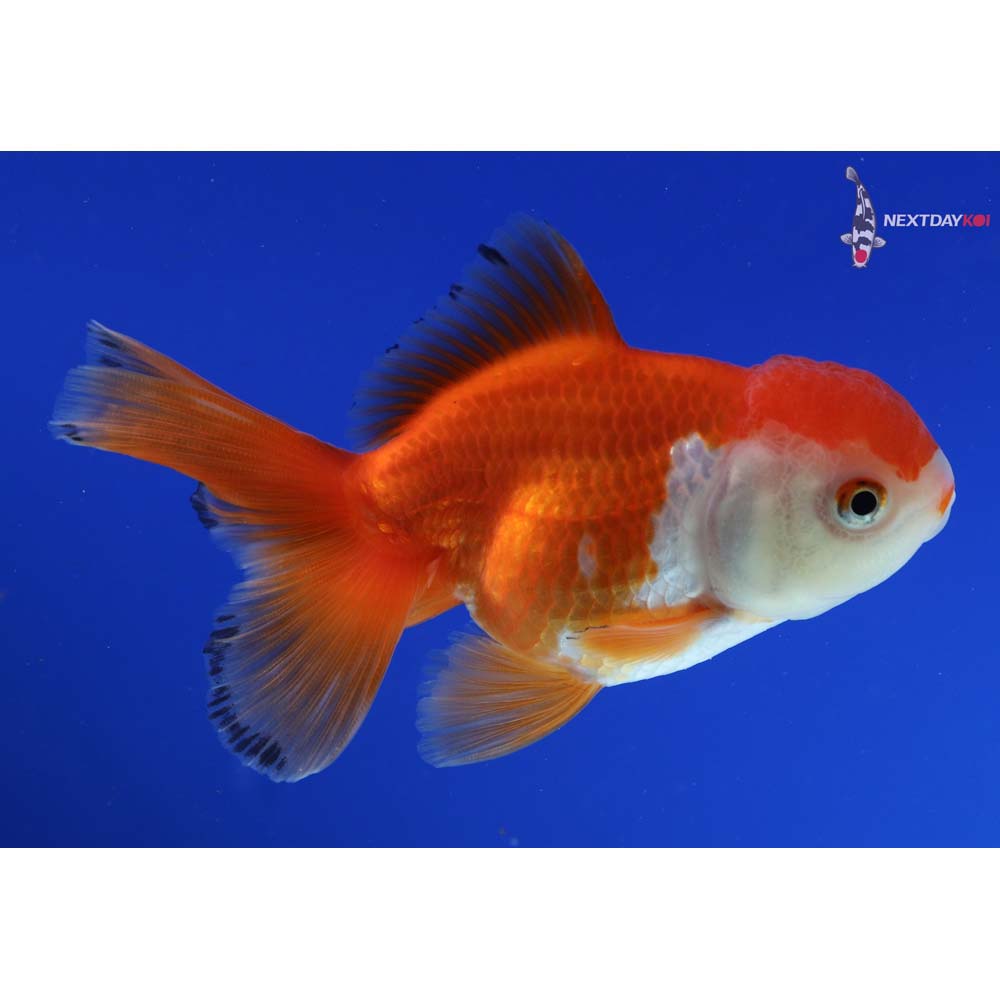 4” Imported Red and White Oranda