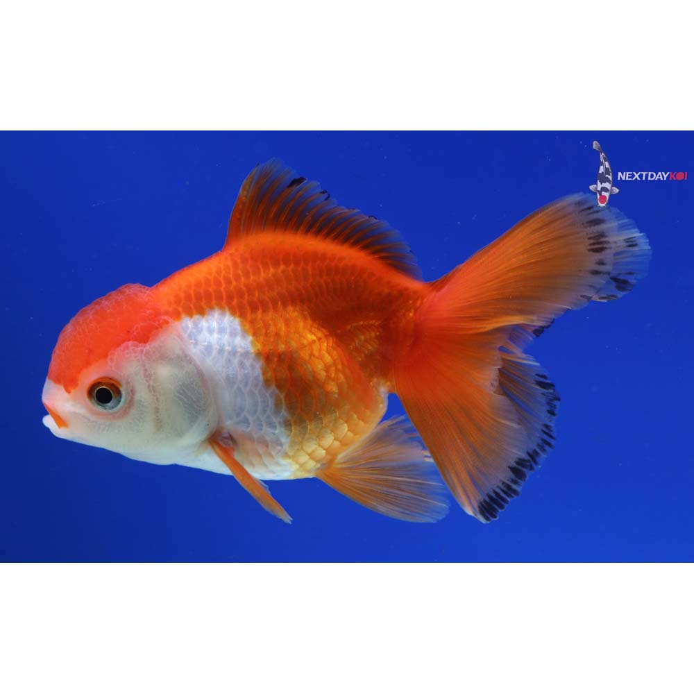 4” Imported Red and White Oranda