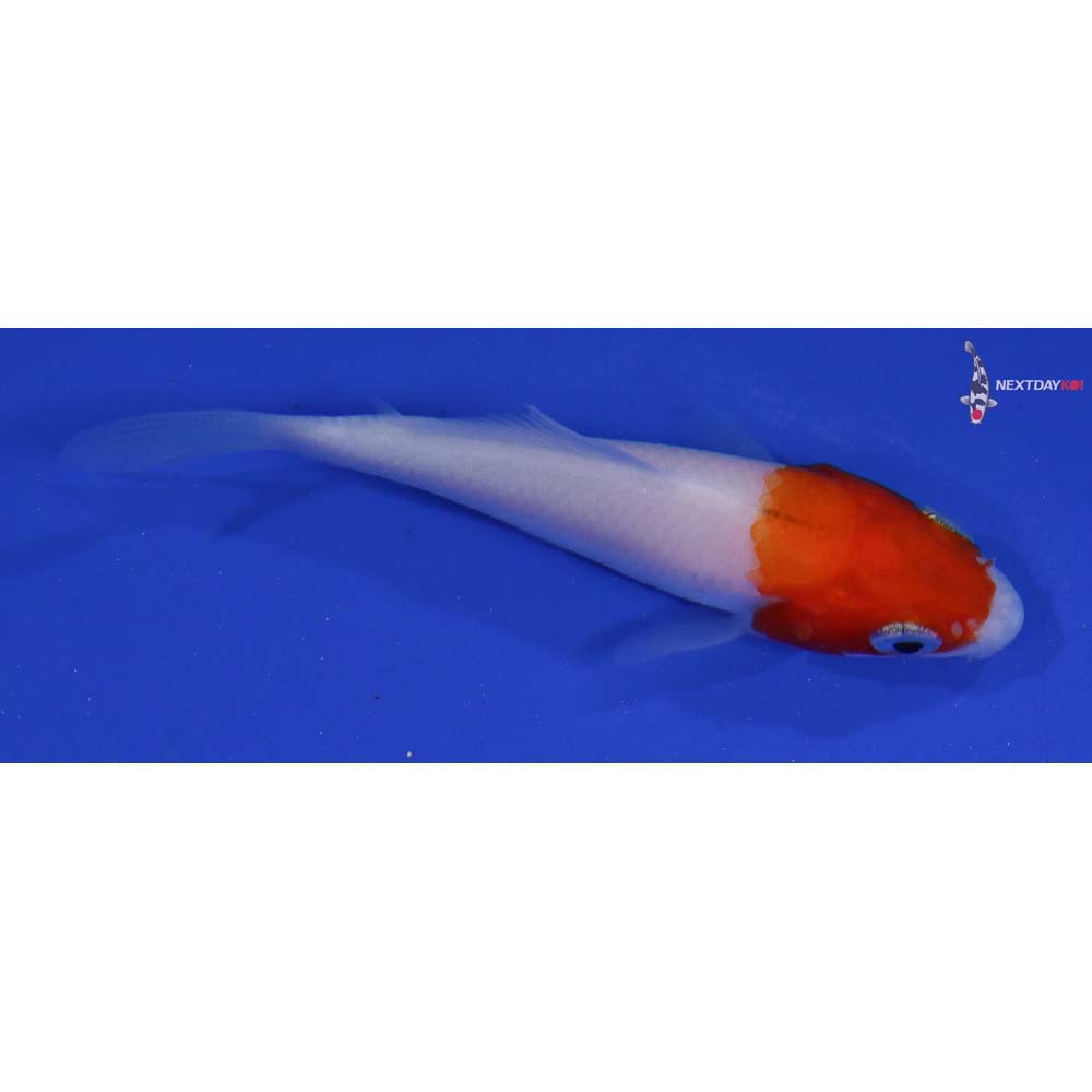 3” Imported Kohaku