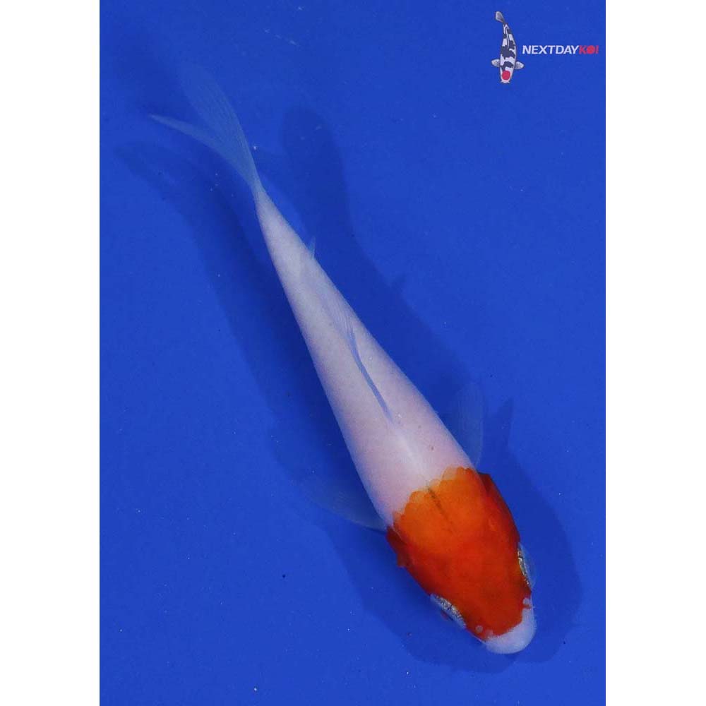 3” Imported Kohaku