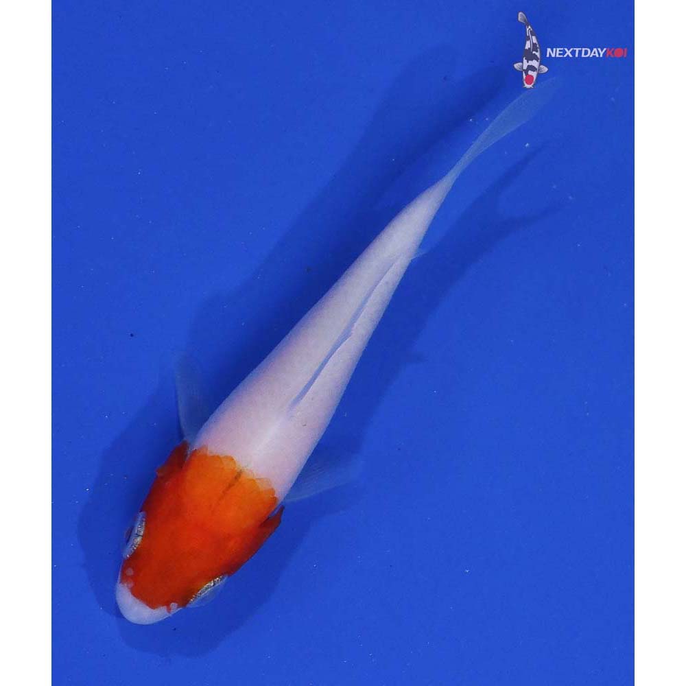 3” Imported Kohaku