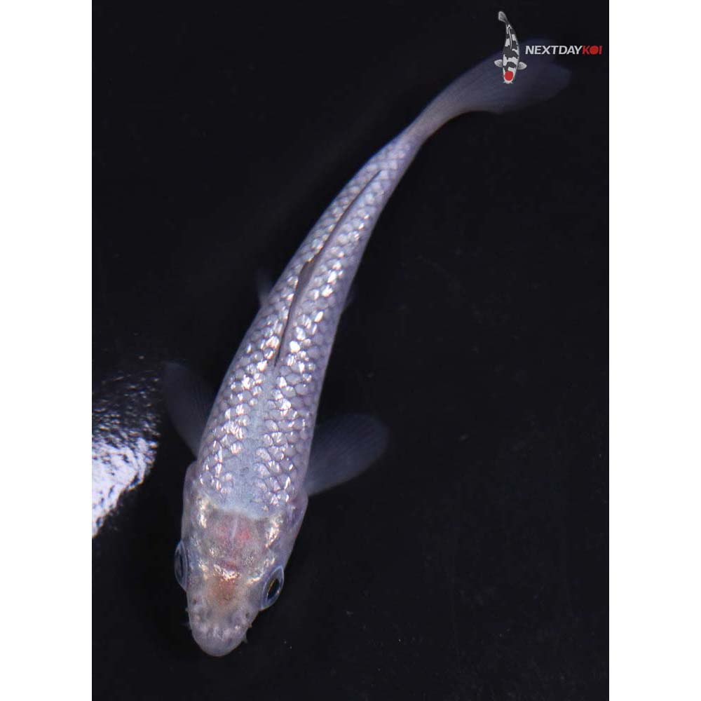 3” Imported Gin Rin Soragoi