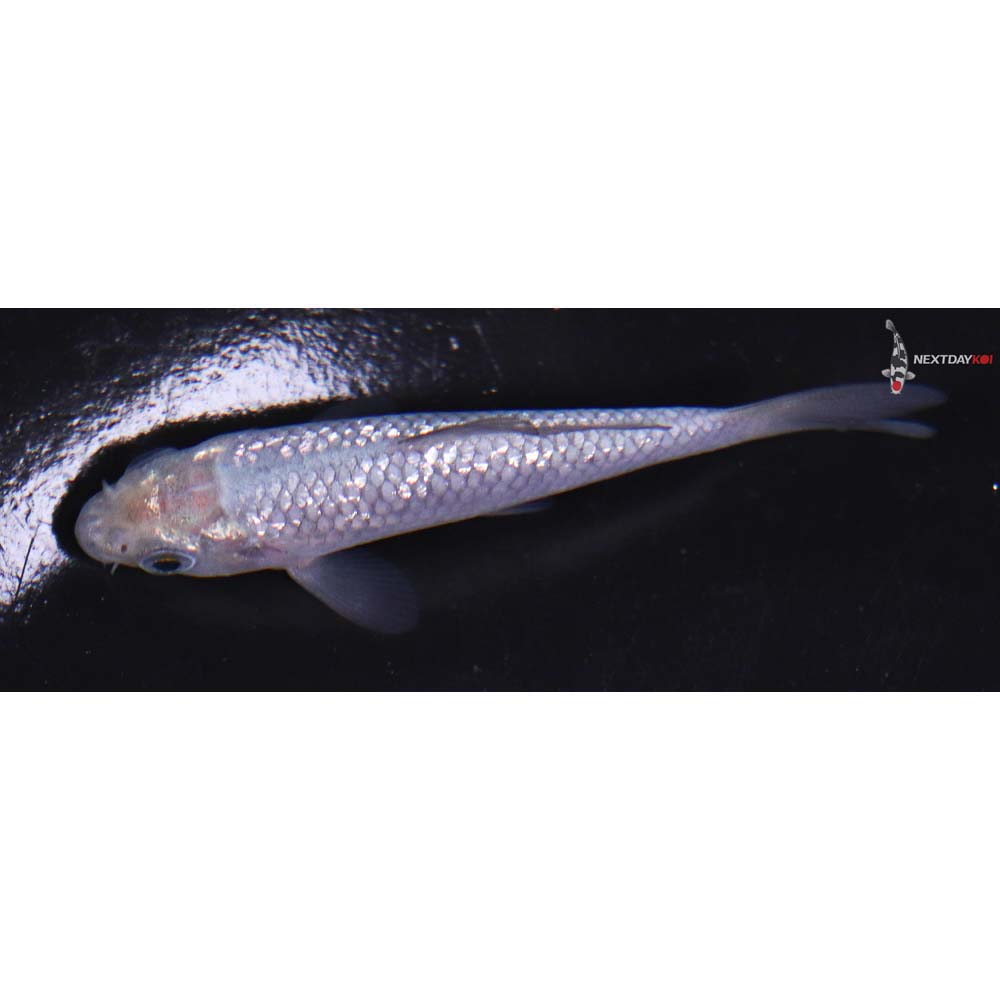 3” Imported Gin Rin Soragoi