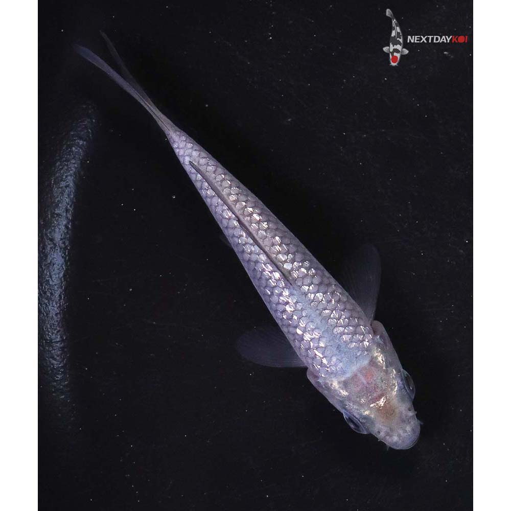 3” Imported Gin Rin Soragoi