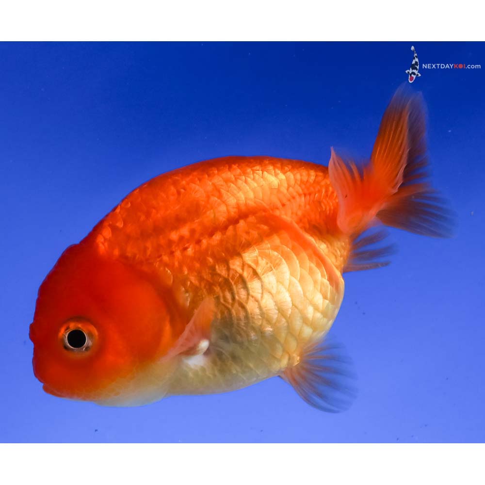 3.5” Imported Red Ranchu