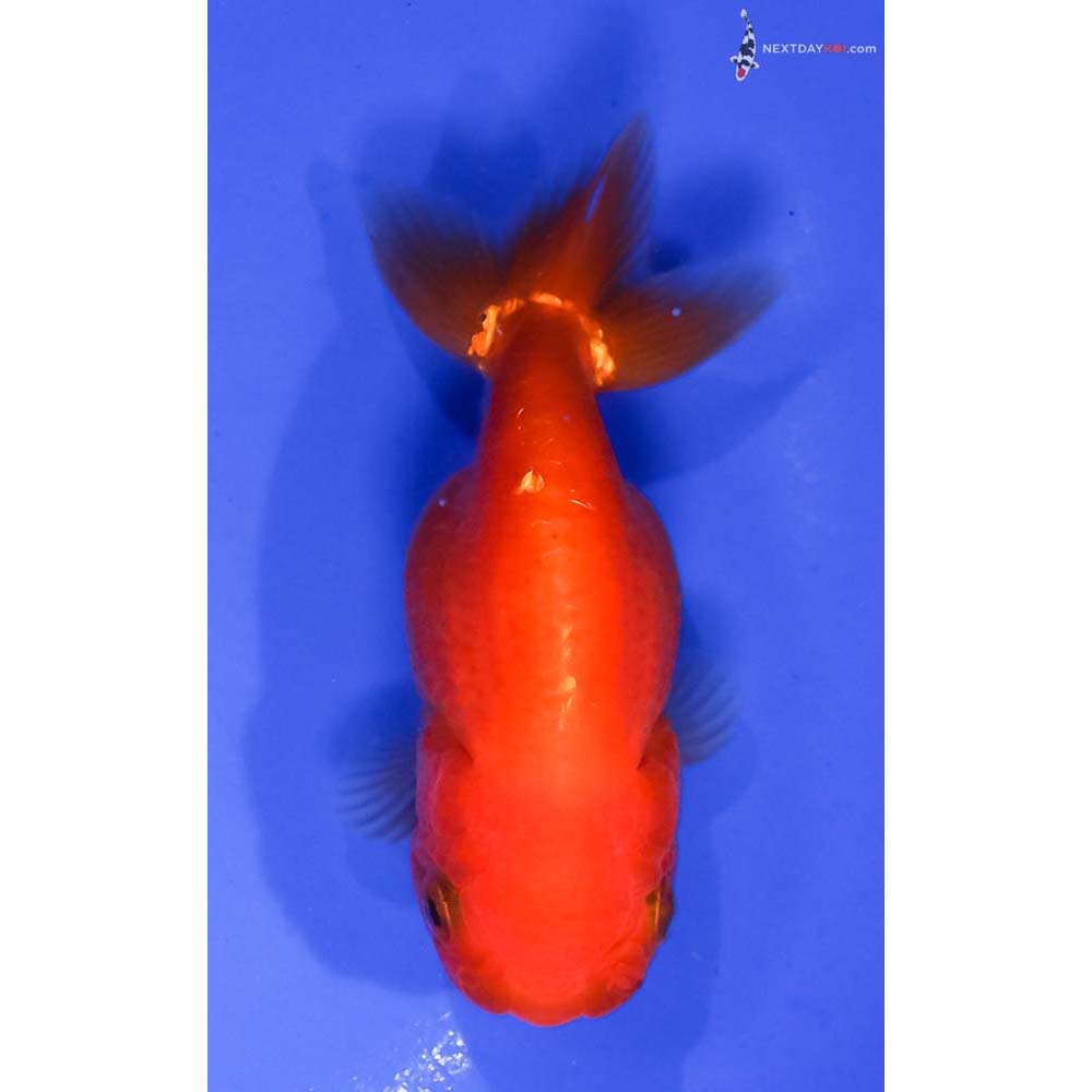 3.5” Imported Red Ranchu