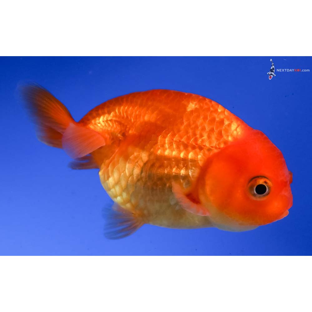 3.5” Imported Red Ranchu