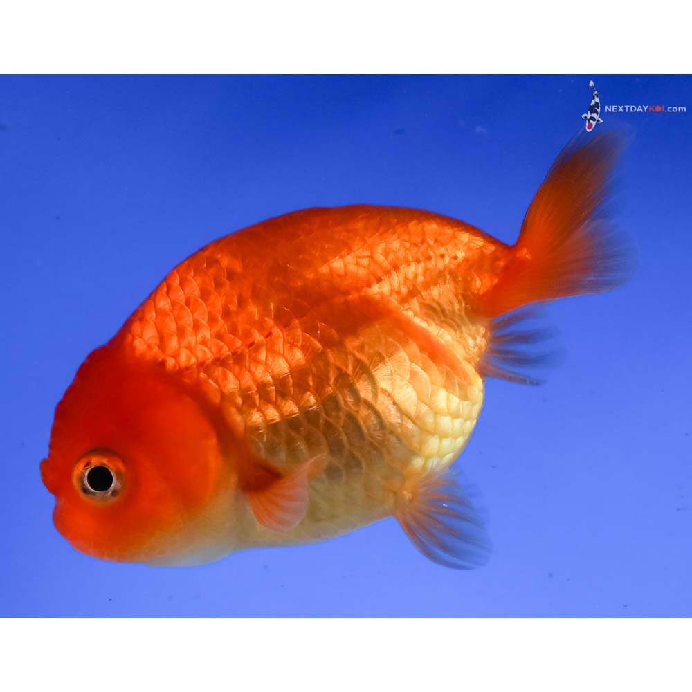 3.5” Imported Red Ranchu