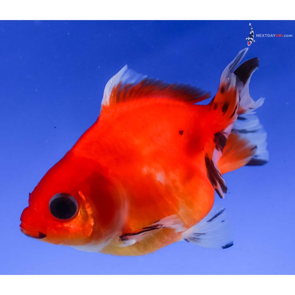 3.5” Imported Black and Red Ryukin